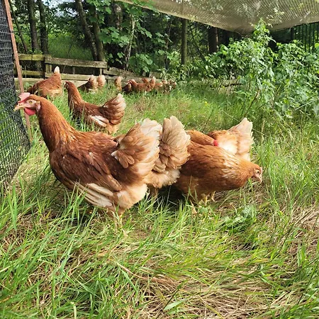 Monte Neve Bed & Breakfast