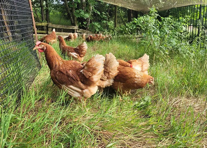 Monte Neve Bed & Breakfast